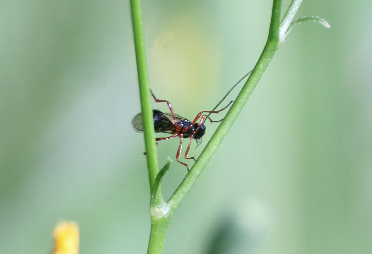 piccolo imenottero da identificare